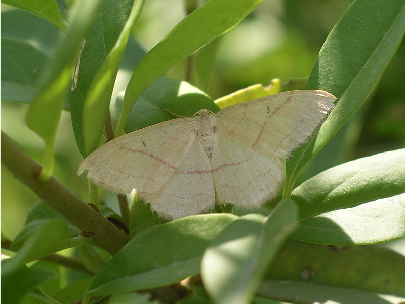 da determinare - Rhodostrophia vibicaria